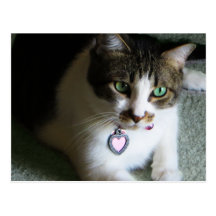 Mercutio, the Contemplative Cat Postcard