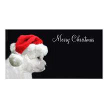 Merry Christmas Bichon Frise Photo Cards