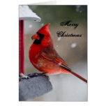 Merry Christmas Cardinal