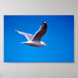 Mew Gull in Flight Posters