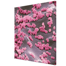 Micrococcus Bacteria Canvas Prints