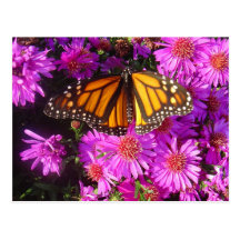 'Migrating Monarch' photo postcard