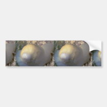 Milk moon snail (Polinces lacteus) Shell bumper stickers