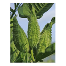 Milkweed Plant Post Card
