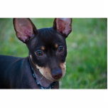 Min Pin photo sculpture