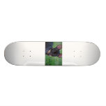 Min Pin skateboard