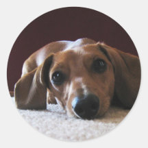 Miniature Dachshund Round Stickers
