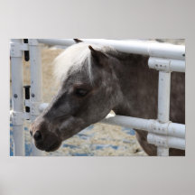 Miniature horse canvas print