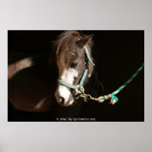 Miniature Mare in morning light Poster