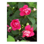 Miniature Roses Post Card