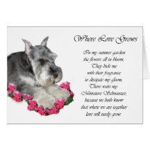 Miniature Schnauzer Art Gifts Greeting Cards
