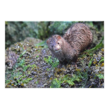 Mink Photo Closeup