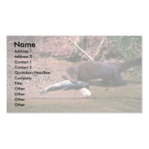 Mink with small fish business card templates