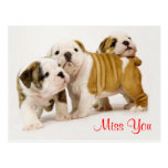 Miss You Bulldog Puppy Dogs Greeting Postcard