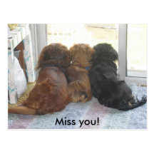 Miss you puppies post card