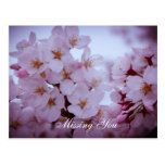 Missing you on cherry blossoms post card