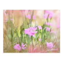 Misty Morning Dianthus Postcard