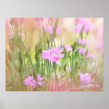 Misty Morning Dianthus Posters