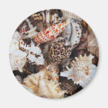 Mixed Seashells for the Sea Shore Lover Refrigerator Magnet