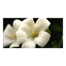 Mock Orange Blossom Flower Nature Floral Customized Photo Card