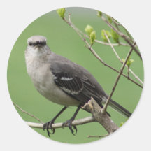 Mockingbird on Branch Stickers
