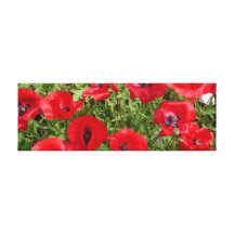 mohnblüte.klatschmohn in rot galerie falt leinwand