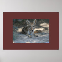 Mojave Desert Coyote Print