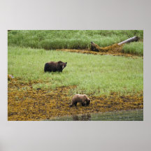 Momma & Cub Posters