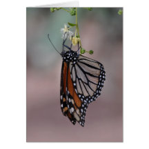 Monarch Butterfly Card