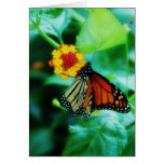 Monarch Butterfly Card
