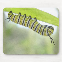 Monarch Butterfly Caterpillar Exploring A Milkweed Mousepads