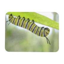Monarch Butterfly Caterpillar Exploring A Milkweed Magnets