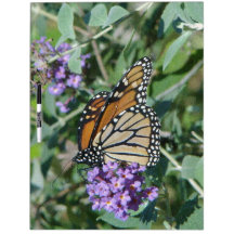 Monarch Butterfly Dry Erase Board