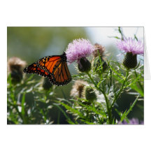 Monarch Cards