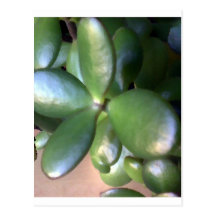 Money Plant Post Card