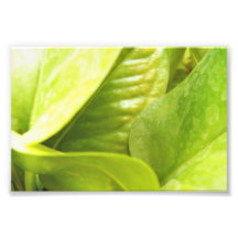 Money Well Plant Art Photo