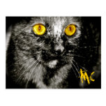 Monkey Cat Postcard