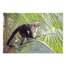 Monkey in Bamboo Jungle Photo