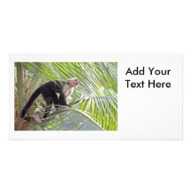 Monkey in Bamboo Jungle Photo Picture Card