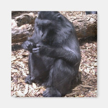 Monkey Refrigerator Magnet
