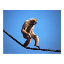 monkey walking on rope post cards