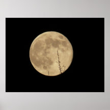 Moon in November Posters