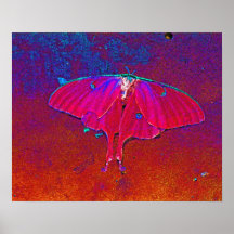 moon moth print