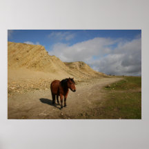 Moorland Pony Posters