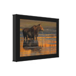 Moose & Reflections Canvas Print
