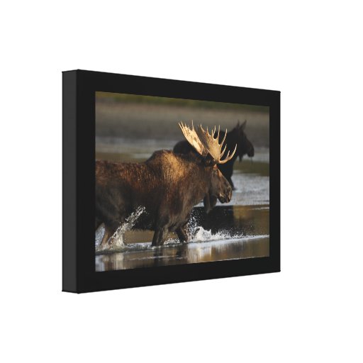 moose splashing in the water canvas prints