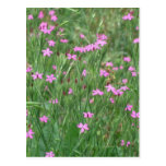 More Purple Wildflowers on Blue Ridge Pkwy Post Card
