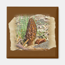Morel Mushroom Magnets