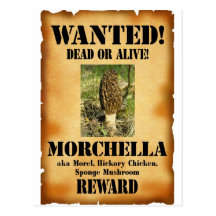 Morel - Wanted Poster Postcard