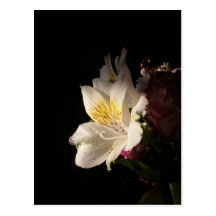 Morning Bloom Postcards